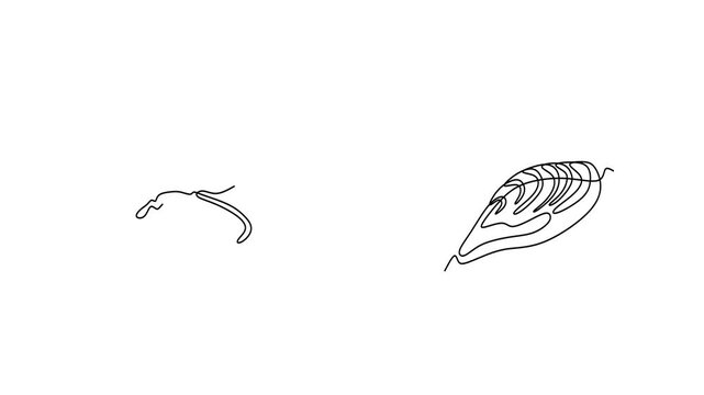 Animated self drawing of continuous line draw of   Mussels, sea clams continuous line drawing. One line art of fish, seafood, molluscs. Full length one line animation. 4K	