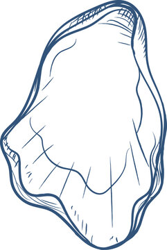 Oyster Shell Hand Drawn Sketch