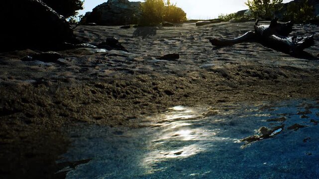 The scene shows sunlight hitting water by a sandy area. Driftwood and small plants are visible, creating a natural setting. The place looks warm during the day, inviting exploration and relaxation.
