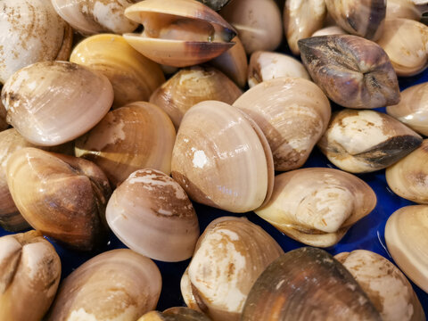 Tofu clams are sea clams with smooth, hard,whitish shells.These clams are very popular as seafood because their meat is sweet savory,and rich in nutrients such as protein,omega-3,iron and zinc.