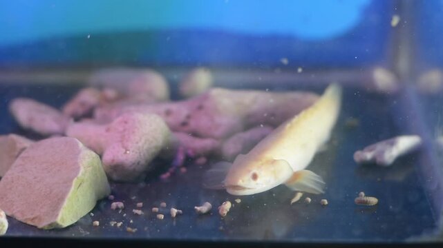 Exotic Albino Bichir Fish Chewing and Eating a Worm in an Aquarium
