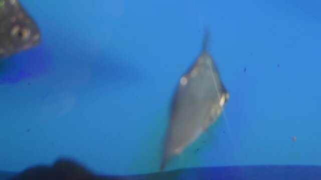 Silver Dollar Fish Swimming with a Mealworm in its Mouth in a Blue Aquarium
