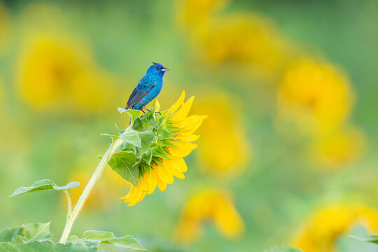 01536-02902 Indigo Bunting (Passerina cyanea) male on Sunflower Sam Parr State Park Jasper Co. IL