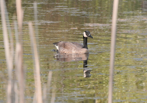 Canadian Goose at Cheam Lake Wetlands Regional Park during a spring season in Rosedale, Fraser Valley, British Columbia, Canada