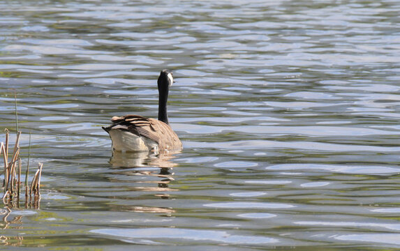 Canadian Goose at Cheam Lake Wetlands Regional Park during a spring season in Rosedale, Fraser Valley, British Columbia, Canada