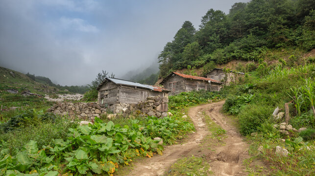 Traditional weathered wooden huts surrounded by lush green foliage under dense mountain mist in Komati Highland, Rize, Turkey