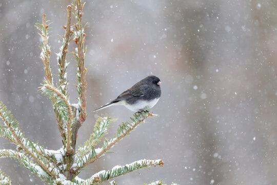 01569-01817 Dark-eyed Junco (Junco hyemalis) in spruce tree in winter snow Marion Co. IL