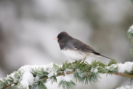 01569-013.16 Dark-eyed Junco (Junco hyemalis) on Blue Atlas Cedar (Cedrus atlantica 'Glauca') in winter, Marion Co.  IL