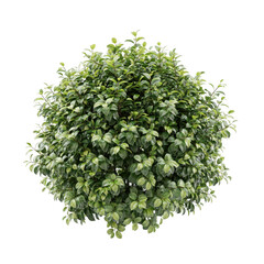 Obraz premium A spherical green bush with dense foliage isolated on a white background, topiary shrubbery for garden landscaping and park decoration