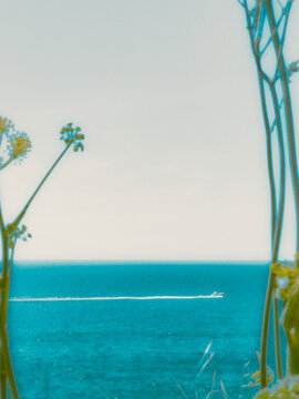 flowers on the beach