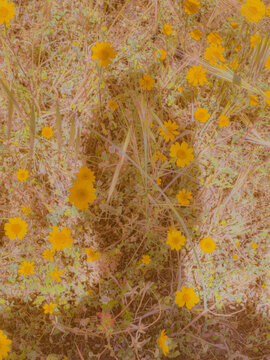 yellow flowers on the ground
