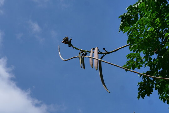 (Oroxylum indicum)The fruit of Oroxylum indicum on the tree against the beautiful sky.