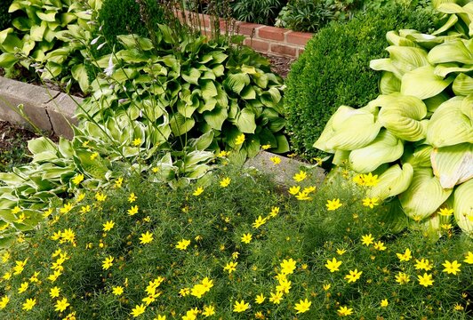 Hostas and coreopsis in garden