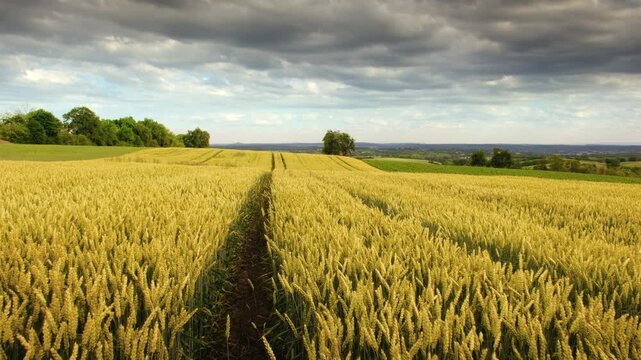 Moving forward through a beautiful wheat field in summer and changing perspective. Agriculture shot with growing grains and nice sky
