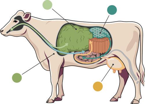 Cow digestive system anatomy infographic diagram with ruminant stomach compartments rumen reticulum omasum and abomasum vector