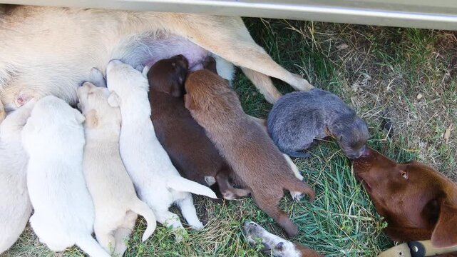 Mother dog nursing litter of puppies on patchy grass during outdoor sequence showing progression