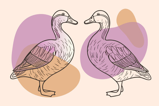 Ducks facing each other are rendered as a decorative line art illustration with muted tones.