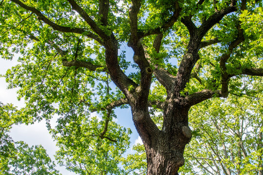 Urban Oak Trees Affected by Oak Processionary Caterpillars in Hasenheide Berlin Germany