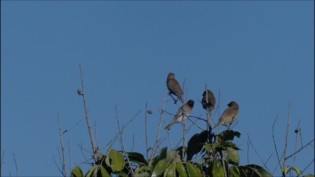 Flock of Scaly-breasted Munia birds
Lonchura punctulata perching in natural environment 
