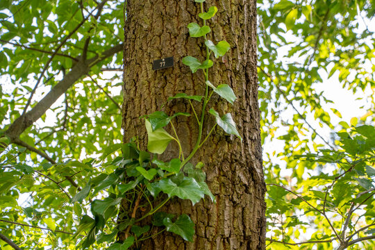 Multiple Oak Trees Affected by Oak Processionary Caterpillars in Hasenheide Park Germany