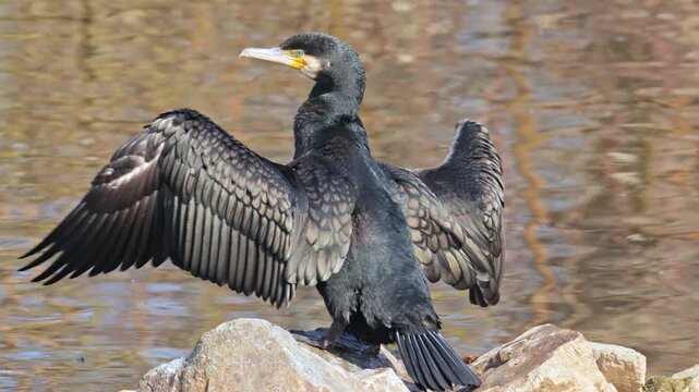 cormorant drying its wings in the sun