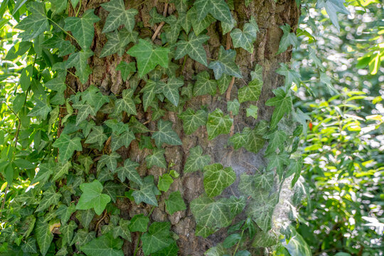 Oak Tree Trunk Showing Signs of Oak Processionary Moth Infestation Berlin Germany
