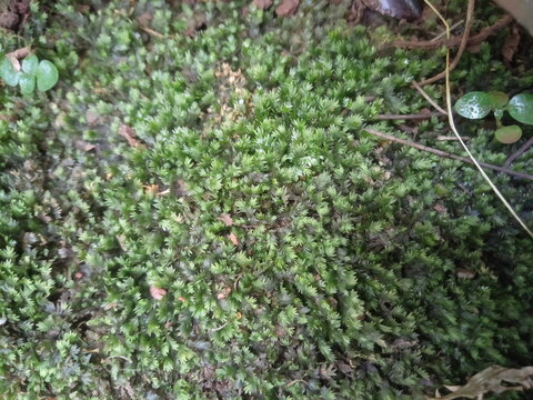 The image shows a group of moss plants (Bryopsida), which are ancient plants with a simple structure without true roots.