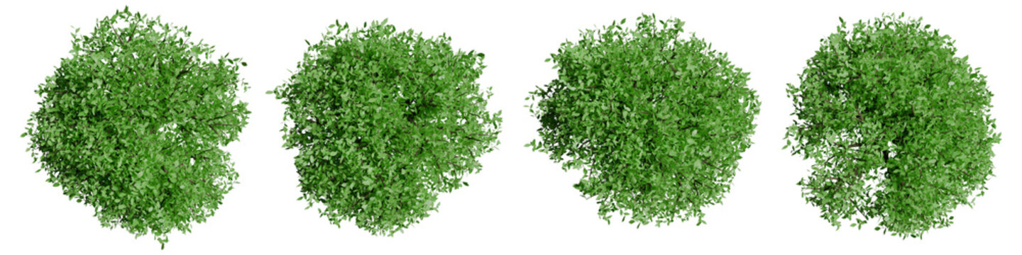 Set of trees with top view for architectural entourage and landscape plan presentation. 3d modeling hornbeam illustration isolated on transparent background.