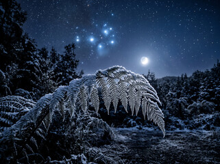 Frost-covered fern under the starry night sky with the crescent moon and Pleiades star cluster.