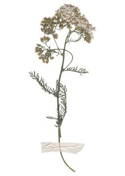 Pressed yarrow flower specimen isolated on transparent background