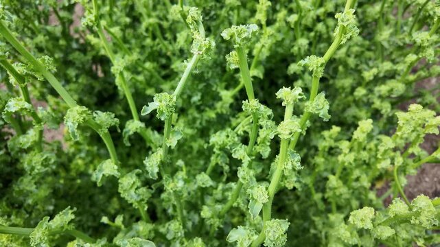Close-up footage of an endive (Cichorium endivia) plant preparing to flower for seed production. Healthy leafy vegetable in the bolting stage growing outdoors in natural daylight. 