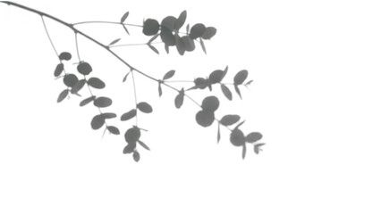 Eucalyptus branch shadow overlay on transparent background, minimalist natural decor element, delicate botanical silhouette for graphic design and floral arrangements, soft light effect © ATIQULISLAM