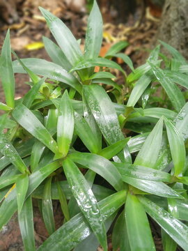 This plant is most likely Tradescantia spathacea, which is often referred to as the Adam and Eve plant or Moses in the Cradle.