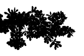 Obraz premium Black and white photograph of an oak branch with leaves. Flowering period.