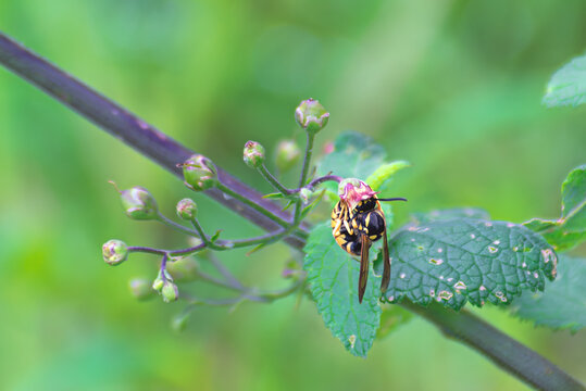 Avispa alemana (Vespula germanica) se alimenta en flor de escrofularia