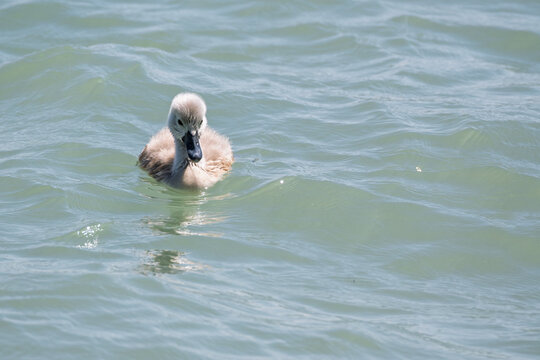 Gros plan d'un jeune cygnon au plumage duvet&eacute; gris nageant seul sur l'eau d'un lac