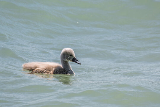 Gros plan d'un jeune cygnon au plumage duvet&eacute; gris nageant seul sur l'eau d'un lac