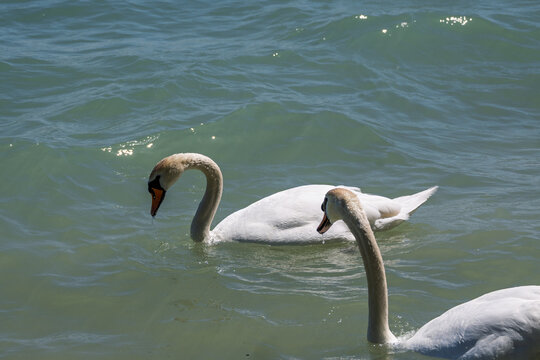 Deux cygnes blancs nageant sur l'eau turquoise et ondul&eacute;e d'un lac ensoleill&eacute;