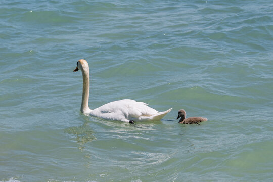 Cygne tubercul&eacute; adulte nageant avec son jeune cygnon sur l'eau calme d'un lac ensoleill&eacute;