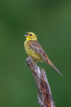 A stunning, razor-sharp wildlife photograph of a male Yellowhammer (Emberiza citrinella) in full song. 