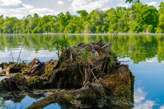 Pair of mallards on nest