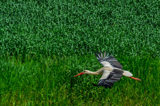 Flying white stork near Tisza