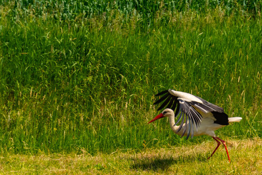 Flying white stork near Tisza