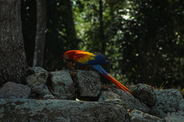 beautiful scarlet macaw with long tail perched on ancient stone ruins  © Francisco