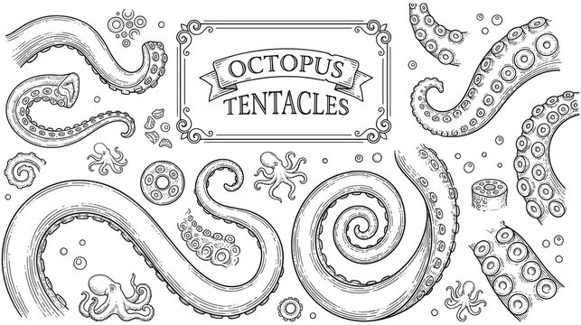 Set of octopus tentacles in doodle style for your design.