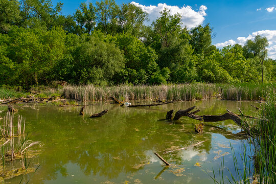 Swamp in Martely