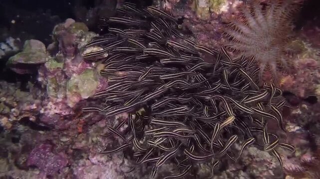 coral reef in the sea