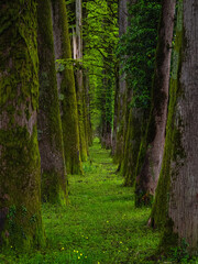 Fototapeta premium Ancient trees stand tall, draped in lush green moss, vertical view