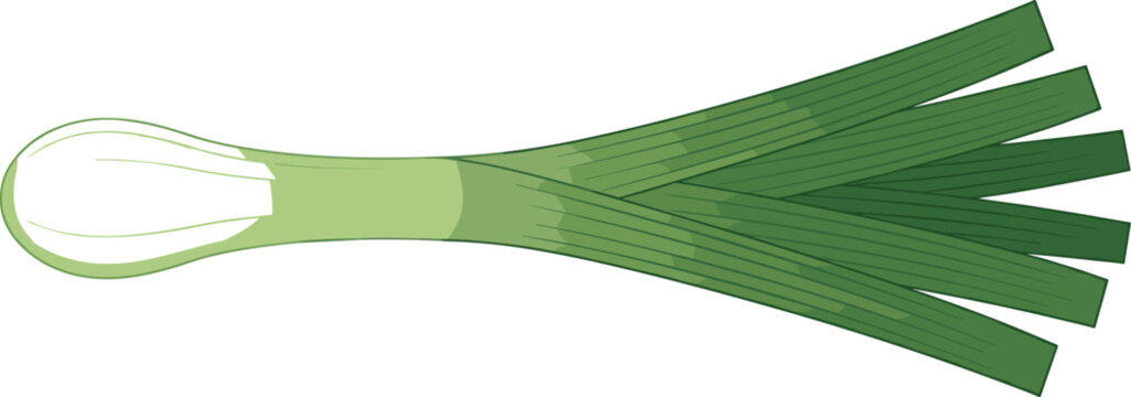 Fresh green scallion vector illustration featuring a single raw spring onion isolated on white background
