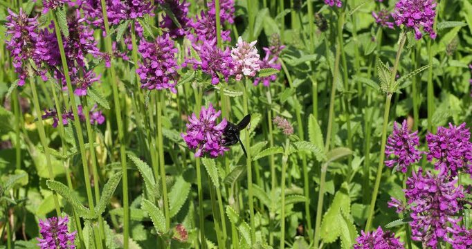 Stachys monieri 'Hummelo' |  Monier's betony - Alpine betony - Wood betony. Spikes of pinkish-purple flowers visited by a carpenter bee (Xylocopa violacea) attracted by their abundant nectar.